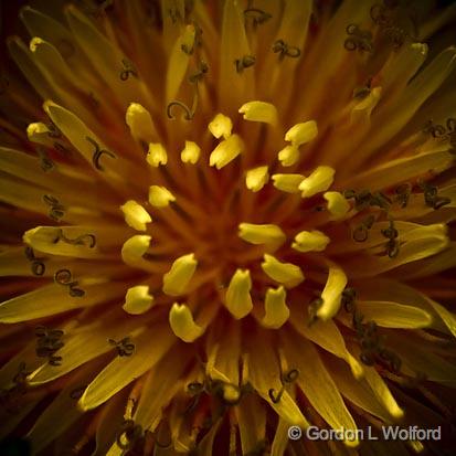 Dandelion Closeup_48238.jpg - Photographed near Ottawa, Ontario - the Capital of Canada.